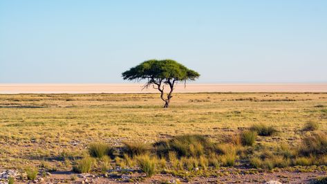 green leafed tree #nature #Namibia #trees #landscape #savannah national park #Africa #sky #4K #wallpaper #hdwallpaper #desktop Savannah Desert, 4k Wallpaper 3840x2160, 1920x1200 Wallpaper, Full Hd Pictures, Wallpapers For Mobile Phones, Lake Sunset, Sunset Nature, Sunset Wallpaper, Photography Wall