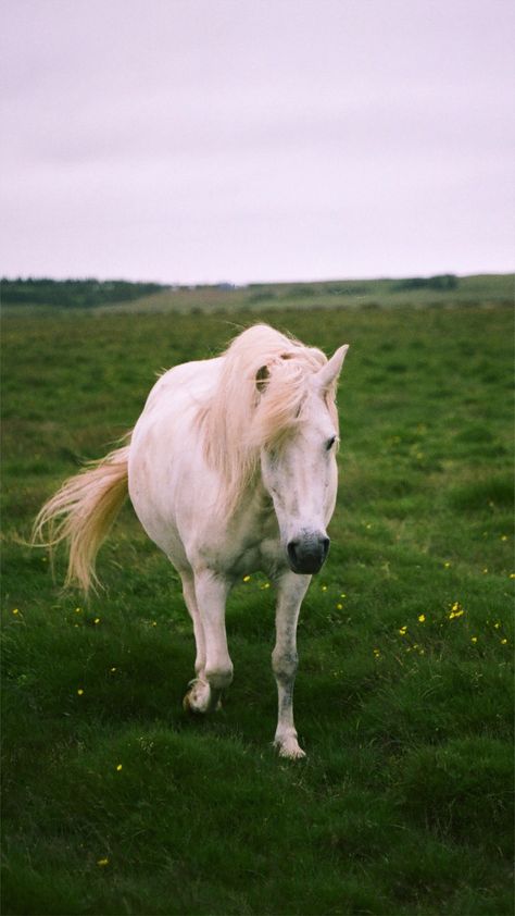 Icelandic white pony shot on Kodak Film. 35mm film photography. Iceland Animals, 35mm Film Photography, Icelandic Horse, Kodak Film, Film Photography 35mm, Rosemary Beach, Film Photographer, Film Photographers, On Film