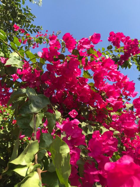 Bougainvillea Aesthetic, Aesthetic Pink Flowers, Pink Flowers Photography, Bougainvillea Flower, Pink Bougainvillea, Nothing But Flowers, Cottage Core Aesthetic, Aesthetic Pink, + Core + Aesthetic