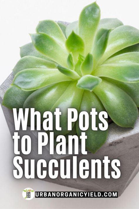 Best Pots For Succulents, Succulent Pot Ideas, Pots For Succulents, Water Succulents, Homestead Gardening, How To Water Succulents, Garden Succulents, Succulent Garden Indoor, Flower Containers