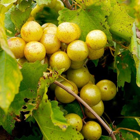 You Can Plant Grape Vines Even in Tiny Gardens — Here's How Muscadine Vine, Juice Making, Fast Growing Trees, Wine Top, Harvest Time, Deciduous Trees, Early Spring, Outdoor Plants, Fruit Trees