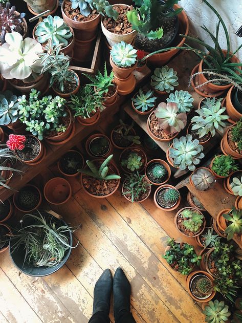 How to care for succulents, one of the easiest plants to grow | House & Garden Care For Succulents, Easiest Plants To Grow, Naturalistic Garden, How To Water Succulents, Succulents For Sale, Piet Oudolf, Easy Plants To Grow, Buy Succulents, Grow Lamps