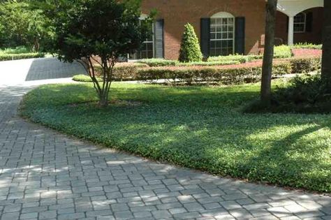 how to create a low maintenance yard for a rental property - DoItYourself.com Community Forums Landscape With Boxwoods, Jasmine Ground Cover, Property Landscaping, Asiatic Jasmine, Low Maintenance Landscaping Front Yard, Low Maintenance Backyard, Low Maintenance Yard, Small Front Yard, Low Maintenance Landscaping