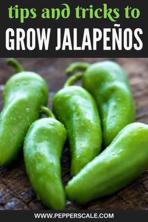 Jalapeno Garden, Growing Jalapenos, Container Gardening Fruit, Garden Peppers, Jalapeno Plant, Cactus Ideas, Growing Hot Pepper, Growing Tomato, Chilli Plant