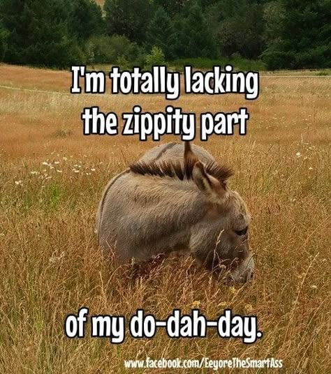 Is This Day Over Yet Funny, Donkey Quotes, Donkey Funny, Mini Donkeys, Work Quotes Funny, Humor Hilarious, Good Morning Funny, Wit And Wisdom, Getting Older