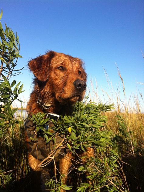 Golden Retriever Hunting, Future Photoshoot, Land Shark, Golden Retriever Baby, Duck Dog, Fit Dogs, Fishing Photography, Cowgirl Aesthetic, Pretty Dogs