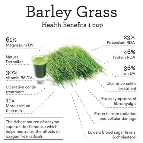 Barley Grass Benefits — Nutrimarket Barley Benefits, Green Juice Powder, Barley Powder, Barley Grass, Healthy Lifestyles, Natural Protein, Vitamin B6, Lower Blood Sugar, Green Juice