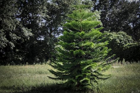 Noble Fir Growing - Tips On Planting A Noble Fir Tree Noble Fir Tree, Types Of Christmas Trees, Bay Tree, Landscaping Trees, Hardiness Zones, Medicinal Garden, Farm Business, Plants Outdoor, Bay Leaves