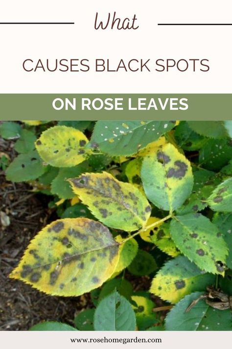 rose diseases leaves Knockout Roses Care, When To Plant Roses, Black Spot On Roses, Rose Diseases, Plant Leaves Turning Yellow, Drift Roses, Rose Plant Care, Knockout Roses, Rose Cuttings