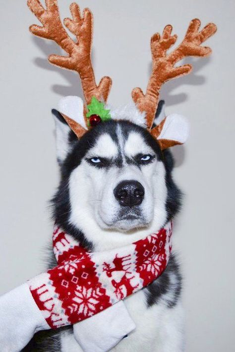 A Husky, A Dog, Husky, Christmas, Red, White