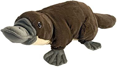 Amazon.com.au: platypus Sleeping Otters, Duck Billed Platypus, Realistic Stuffed Animals, Platypus, Educational Toys For Kids, Cute Toys, Doll Crafts, Animal Pillows, Zoo Animals