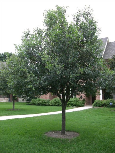 Southern Live Oak Tree, Quercus Virginiana, Oak Tree Pictures, How To Remove Grass, Oak Trees Landscaping, Southern Live Oak, Live Oak Tree, White Oak Tree, Majestic Tree