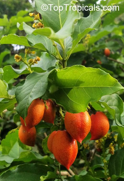 Miracle Fruit, Butter Fruit, Peanut Tree, Plants For Garden, Plant Encyclopedia, Garden Catalogs, Container Gardening Flowers, Milk Shakes, Edible Landscaping