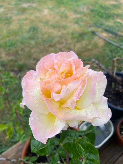 Its a hybrid tea rose. Love it in my garden as it look so romantic with the other apricot colors. Peace Rose, Hybrid Tea Rose, Rose Love, Hybrid Tea Roses, Tea Rose, Tea Roses, Rose Garden, My Garden, Apricot