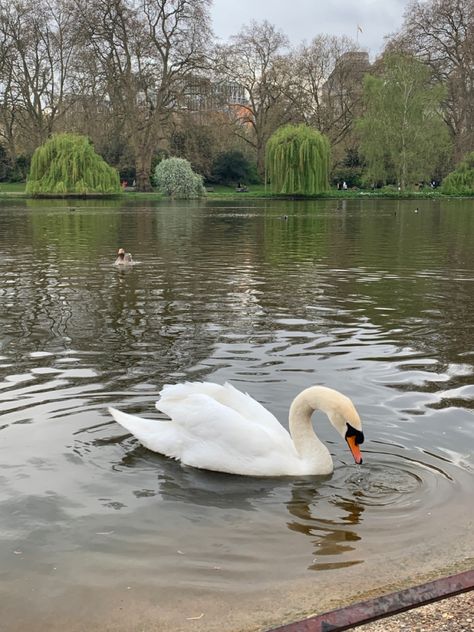 English Spring Aesthetic, Uk Spring Aesthetic, England Moodboard, London Spring Aesthetic, Spring Aesthetic London, Swans Aesthetic Wallpaper, Swans Aesthetic, England In Spring, White Swan Aesthetic