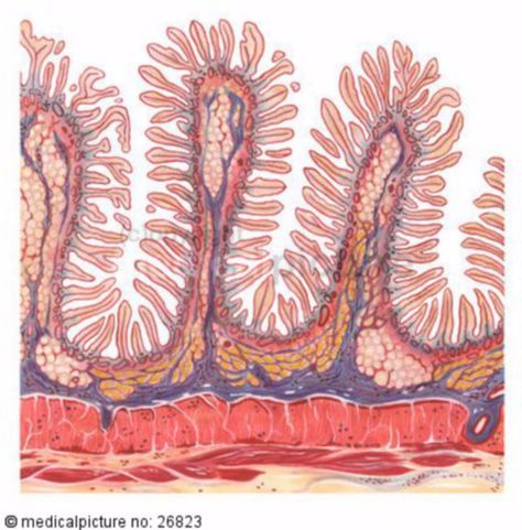 medical illustration of intestinal villi (reference for celiac art piece) Medical Illustration, Into Art, Biology, Amber, Lab, Art Pieces, Art Inspiration, My Art, Dots