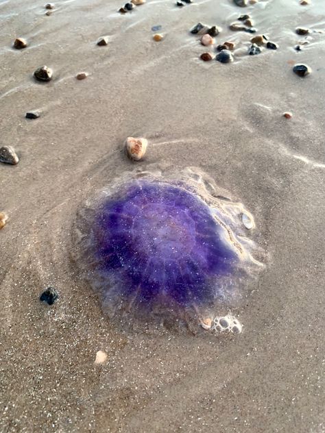 denmark, travel, washed up jellyfish, jellyfish on the beach, beach days, animals, purple jellyfish Jellyfish Poem, Beached Jellyfish, Jellyfish On Beach, Purple Striped Jellyfish, Ocean Energy, Purple Jellyfish, Cabin 10, Jelly Jelly, Jellyfish Pictures