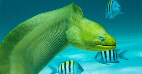 Coral reefs that are in close proximity to larger populations of people tend to have fewer sharks due to higher fishing pressure — but more moray eels. Sea Animals Tattoo, Fish Inspiration, Dangerous Fish, Art Structure, Electric Eel, Underwater Scenes, Tattoo Nature, Moray Eel, Animals Tattoo