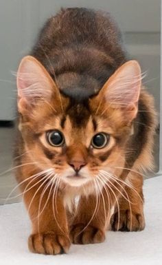 Söt Katt, Image Chat, Abyssinian Cats, Gorgeous Cats, Cat Pose, Cute Cats And Kittens, Cute Kittens, Pretty Cats, Cat Drawing