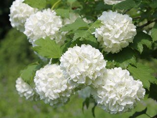 Viburnum Opulus Roseum, Snowball Tree, Amelanchier Alnifolia, Snowball Viburnum, Guelder Rose, Viburnum Opulus, Pretty Leaf, Garden Compost, Garden Shrubs