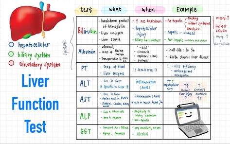 Nursing Labs, Liver Function Test, Medical Terminology Study, Physician Assistant School, Biochemistry Notes, Medical Assistant Student, Nursing School Essential, Nurse Study Notes, Basic Anatomy And Physiology