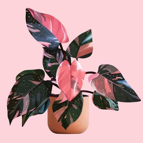 Pink Philodendron, Bottle Green Colour, Pink Plant, Giveaway Winner, Plant Painting, Simple Green, Dusky Pink, Painted Leaves, Pink Abstract