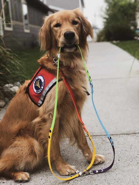 Golden Retriever Service Dog, Red Golden Retriever, Service Dogs Breeds, Dog Golden Retriever, Psychiatric Service Dog, Dog Training School, Service Dogs Gear, Service Dog Training, Service Dog Vests