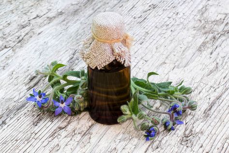 Borage Oil Benefits, Hyssop Essential Oil, Oils For Scars, Natural Grocers, Borage Oil, Healing Oils, Breast Health, Oil Treatments, Oil Benefits