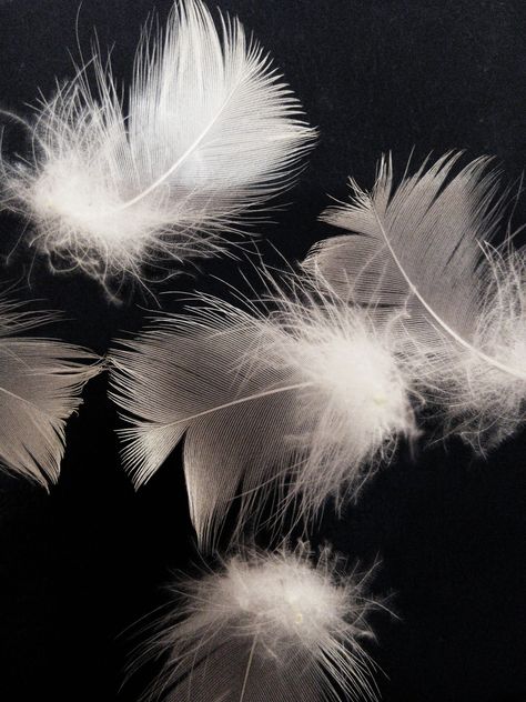 Feather Product Photography, Izzie Core, Feathers Aesthetic, Feather Aesthetic, Feathers Photography, High School Romance, Feather Photography, High School Kids, Products Photography