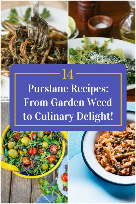 Collage of 4 purslane recipes. Purslane Benefits Health, Pickled Purslane, Purslane Recipes, Purslane Tincture, Purslane Recipe Mexican, How To Eat Purslane, Purslane Recipe, Wild Food Foraging, Wild Food