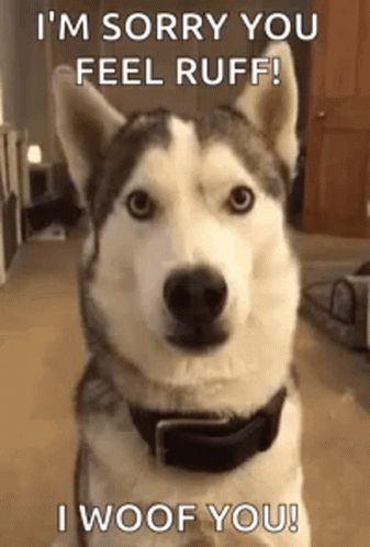 Get Well Soon Funny, Siberian Dog, Puppies Gif, Ok Gif, Hope Youre Feeling Better, Dog Animation, Animated Animals, Husky Puppy, Husky Dogs