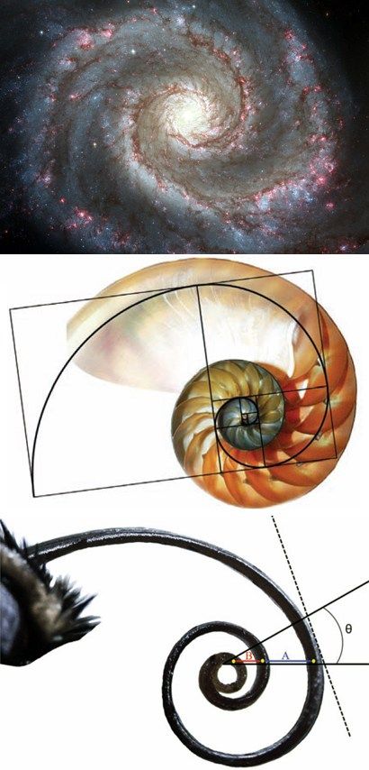 The mysterious Golden Ratio is an incommensurable number which occurs organically throughout the universe. Beginning as 1.61803, the Golden Ratio continues forever without repeating, similar to Pi. Artists and architects … The Golden Ratio, Butterfly Logo, Creative Problem Solving, Golden Ratio, Patterns In Nature, A Butterfly, Labyrinth, Artist Studio, The Universe