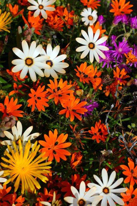 Flowers Of South Africa, Namaqualand Flowers South Africa, Namaqualand Daisies, Namaqualand Flowers, Flowers South Africa, Wangari Maathai, South African Flowers, Botanical Tattoos, African Plants