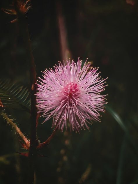 Dark flower photography moody Mimosa Pudica, Touch Me, Mimosa, Photography