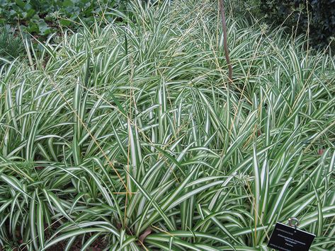 Airplane Plant, Chlorophytum Comosum, Ribbon Plant, Airplane Nursery, Lafayette Louisiana, Plant Light, Spider Plant, Full Size Photo, Herbaceous Perennials