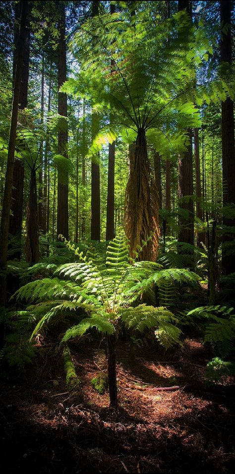 The New Zealand native bush Fern tree Nz Native Trees, New Zealand Bush, New Zealand Forest, Fern Photography, Bush Photography, Hex Removal, New Zealand Fern, Spells Protection, Australia Tasmania