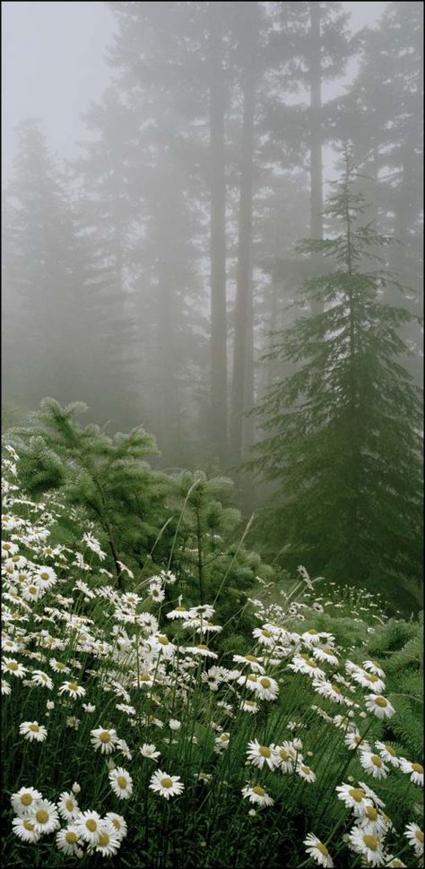 Landscape Edging Stone, Foggy Day, Landscape Edging, Landscape Photography Nature, Tall Trees, Pine Trees, Enchanted Forest, In The Woods, 그림 그리기