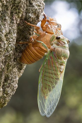 A cicada getting out of its old shell and sitting there to let itself dry.  LOVE hearing these beautiful insects in late Summer, early Fall. Regard Animal, Cnidaria, Cool Bugs, A Bug's Life, Beautiful Bugs, Creepy Crawlies, Arthropods, Insect Art, Arachnids