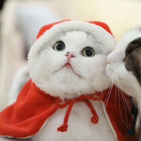 Couple Dp Christmas Cat, Hello Kitty Christmas Matching Pfp, Christmas Pfp Aesthetic Matching, Couple Pfp Christmas, Christmas Matching Pfps Cats, Christmas Cats Matching Pfp, Duo Pfp Matching Couple, Matching Winter Pfp Couple, Christmas Duo Pfp