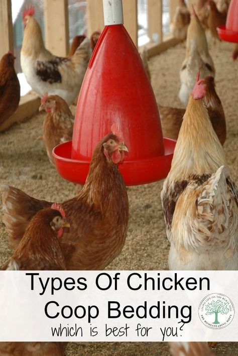 What chicken coop bedding is the best? We will find out as we look at 4 different chicken coop bedding methods anyone can use! via @homesteadhippy Chicken Bedding, Chicken Coop Bedding, Urban Chicken Farming, Best Egg Laying Chickens, Portable Chicken Coop, Egg Laying Chickens, Types Of Chickens, Urban Chickens, Best Chicken Coop