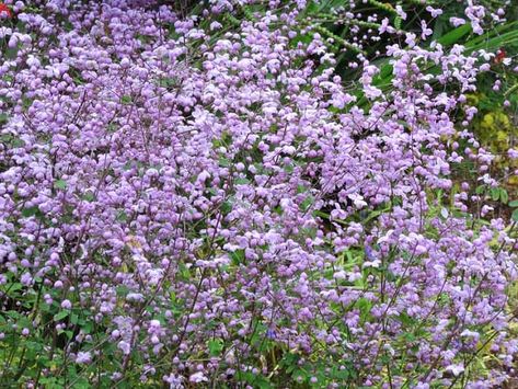 Thalictrum Splendide, Thalictrum Delavayi, Lily Turf, Rabbit Garden, Perennial Border, Fragrant Plant, Border Plants, Meadow Rue, Star Of Bethlehem