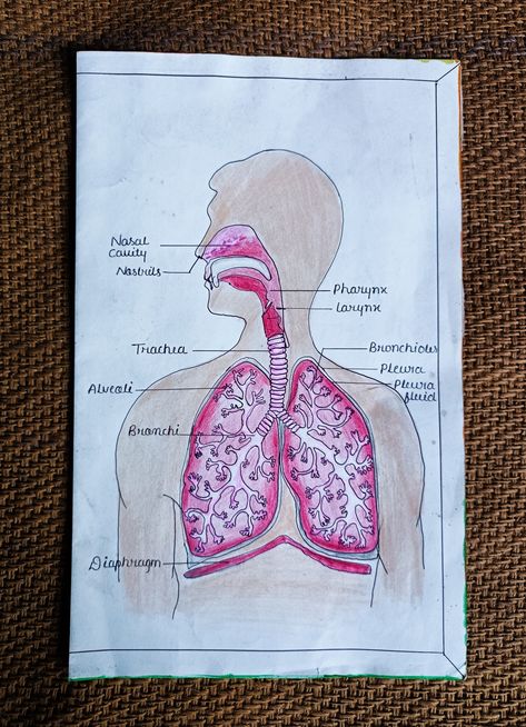 Skool prjct respiratory system Respiratory System Projects Poster, How To Draw Respiratory System, Respiratory System Drawing Aesthetic, Human Respiratory System Drawing, Respiratory System Drawing Easy, Respiratory System Drawing, Respiratory System Poster, Respiratory System Diagram, Respiratory System Projects