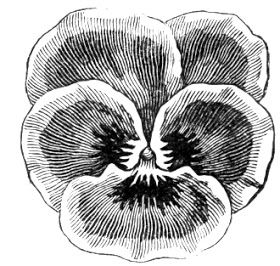 Digital Two for Tuesday: Pansies Orchid Illustration Design, Pansy Drawing Simple, Pansy Illustration, Orchid Room, Pansy Art, Cross Contour, Ladies Home Journal, Home Journal, Iron Work