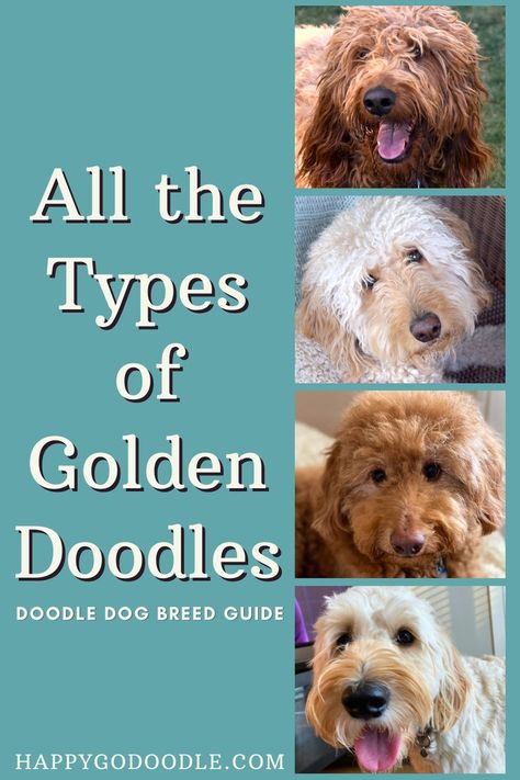 Titie: All the Types of Golden Doodles: Doodle Dog Breed Guide with 4 different types of Goldendoodles in various colors, sizes, and generations Flat Coat Goldendoodle, Types Of Doodles Dogs, Doodles Dogs Breeds, Golden Doodle Full Grown, Mini Golden Doodle Full Grown, Teddy Bear Cut Goldendoodle, Big Goldendoodle, Golden Doodle Haircut Styles, Parti Goldendoodle