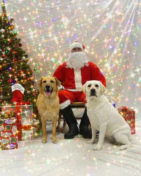 How to Take Good Photos with Santa Pet Photos With Santa, Santa Dog Pictures, Dog Pictures With Santa, Dog Santa Pictures, Pet Santa Photos, Santa Background, Santa Pics, Christmas Pet Photos, Photos With Santa