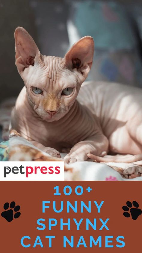 These funny and hilarious Sphynx cat names match their appearance! Sphynx Cat Names, Cute Sphynx Cat, Hairless Cat Sphynx, Cute Hairless Cat, Sphinx Cats, Sphynx Kittens, Chat Sphynx, Devon Rex Cats, Sphynx Cats