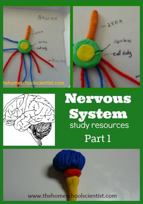 Nervous System Study Resources Part 1 - The Homeschool Scientist Nervous System Projects, Neuron Model, 6th Grade Activities, Homeschool Science Experiments, Nervous System Activities, Human Body Science, Body Preschool, Human Body Activities, Stem Classes