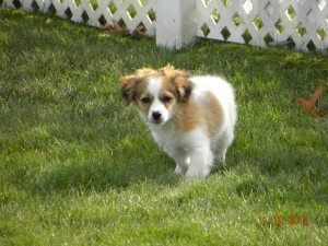 Pretzel-in Ohio is an adopted Havanese Dog in Avon Lake, OH.   Hi my name is Pretzel.   I am a little different, I am what they call a Shavanese, a short haired Havanese. I will not be Hypo allergenic... Short Hair Havanese Dogs, Havanese Dog, Havanese Dogs, My Name Is, My Name, Ohio, Adoption, Angel, Lake