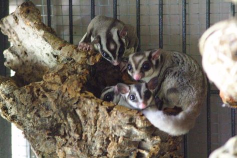 Sugar Glider - Facts, Diet, Habitat & Pictures on Animalia.bio Sugar Glider Habitat, Omnivorous Animals, Sugar Glider Pet, Baby Carrying, Habitat Destruction, Australia Animals, Sugar Gliders, Flying Squirrel, Nocturnal Animals