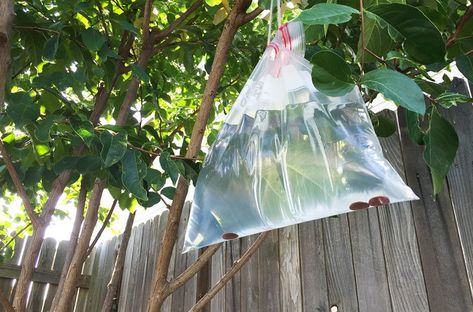 Plastic bags filled with water and pennies may seem like odd decor, but they actually have a useful purpose, especially during the summer months. Diy Mosquito Repellent, Get Rid Of Flies, Natural Mosquito Repellant, Avon Skin So Soft, Fly Repellant, Mosquito Bite, Fly Traps, Bug Repellent, Mosquito Repellent